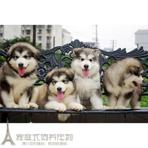 纯种活体巨型阿拉斯加雪橇犬幼犬烟灰色桃脸熊版巨大阿拉斯加35g