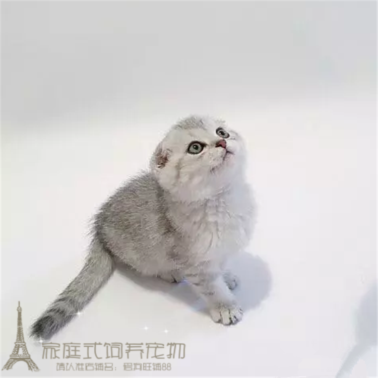 出售银渐层折耳猫弟弟活体宠物猫幼猫英国短毛猫疫苗全血统纯正p