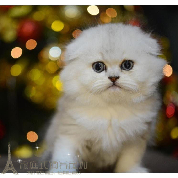 赛级折耳猫幼猫活体宠物猫英国短毛猫纯种英短猫英短银渐层活体p