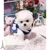 活体家养纯种博美幼犬长不大袖 珍犬迷你狐狸宠物狗可上门挑dp