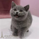 上海猫舍出售英短蓝猫活体幼猫俄罗斯蓝猫纯种宠物猫咪折立耳p