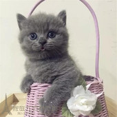 出售蓝猫幼猫宠物猫活体英短家养包子脸英国短毛猫纯种全国空运p
