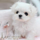 只售家养好品相马尔济斯幼犬活体宠物狗甜美 品相马尔济斯幼犬p