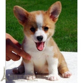 赛级三通 黄色双色柯基犬宠物宝宝幼犬狗狗支持支付宝交易8p 包邮