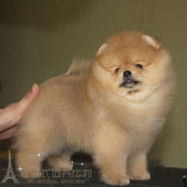 赛级大毛量黄博美犬纯种球体哈多利幼犬活体宠物狗狗血统纯正p