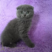 英短蓝猫活体宠物猫纯种英国短毛猫英国蓝猫幼猫包子脸折耳猫p