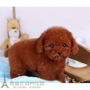 家养纯种红泰迪幼犬茶杯长不大的泰迪狗玩具型迷你赛级64p