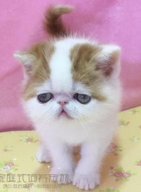 加菲猫宠物猫活体纯种加菲幼猫幼崽加菲猫活体幼猫红白加菲弟弟p
