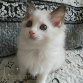 布偶猫咪活体宠物猫活体 海豹双色布偶手套色自家繁殖p 蓝双布偶