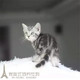 家养纯种美国短毛猫美短加白起司猫幼猫宠物猫银虎斑幼猫活体p