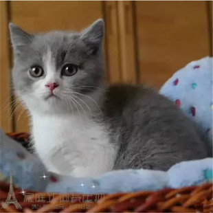 英国短毛猫幼猫纯种英短包子脸蓝猫猫蓝白英短蓝猫活体英短活体p