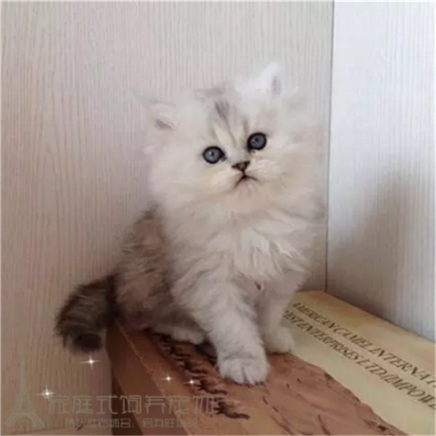 纯种金吉拉幼猫长毛猫纯种家养银渐层绿眼宠物猫活体金吉拉猫咪g