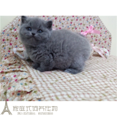 活体宠物猫咪英短蓝猫小猫家猫活体纯种宠物猫幼仔短毛 幼猫p