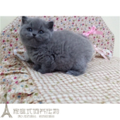 活体宠物猫咪英短蓝猫小猫家猫活体纯种宠物猫幼仔短毛 幼猫p
