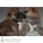 自家繁殖纯种日系柴犬出售赛级日本柴犬幼犬活体宠物狗赤柴p