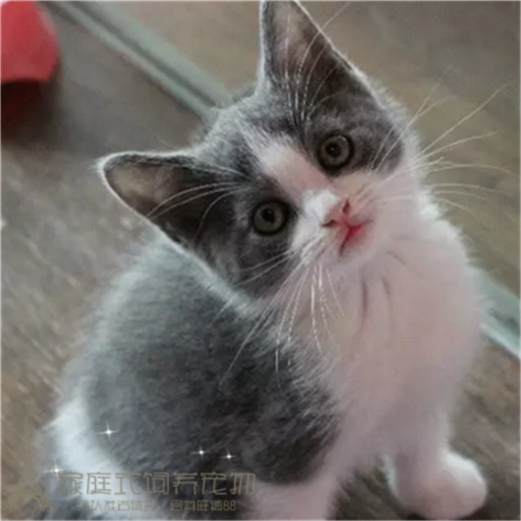 出售英短蓝白宠物猫纯种英国短毛猫英短蓝白立耳折耳活体幼猫p