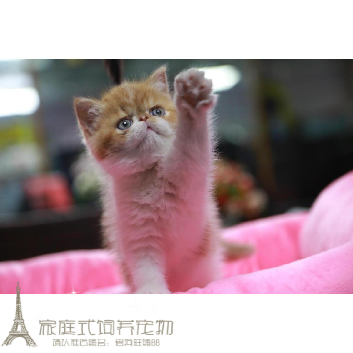 纯种活体异国短毛猫
