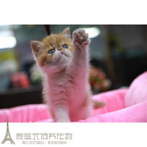 纯种宠物猫加菲猫幼猫活体异国短毛猫活体纯种家养净梵加菲猫g