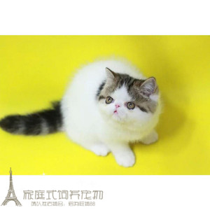 纯种出售加菲猫幼猫宠物猫咪异国短毛猫家养加菲猫幼猫活体弟弟g