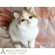 加菲猫宠物猫咪异国短毛猫家养纯种加菲幼猫活体红白黄白弟弟公p