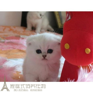 出售英短银渐层 渐层折耳猫宠物猫渐层活体幼猫纯种英国短毛猫g