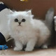 出售活体宠物幼猫金吉拉长毛猫纯种家养白色长毛金吉拉活体幼猫p