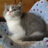 赛级英短蓝猫宠物英短蓝白纯种幼猫英短蓝白色幼猫宠物猫活体p