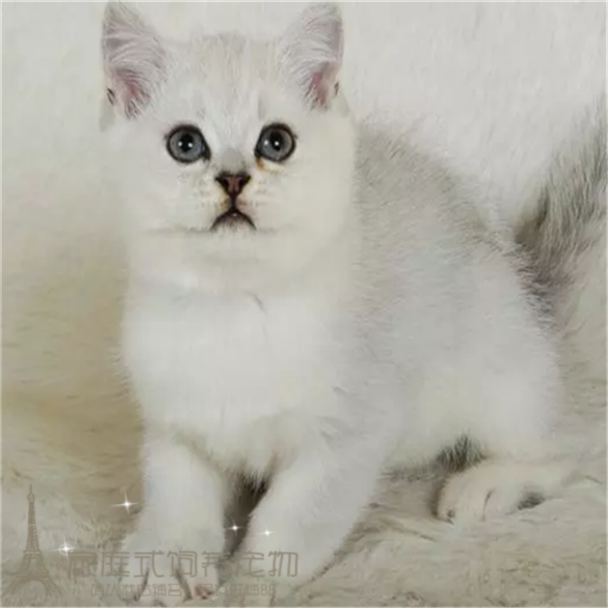 英国短毛猫银渐层云渐层英短猫立耳宠物幼猫活体宠物猫包健康p