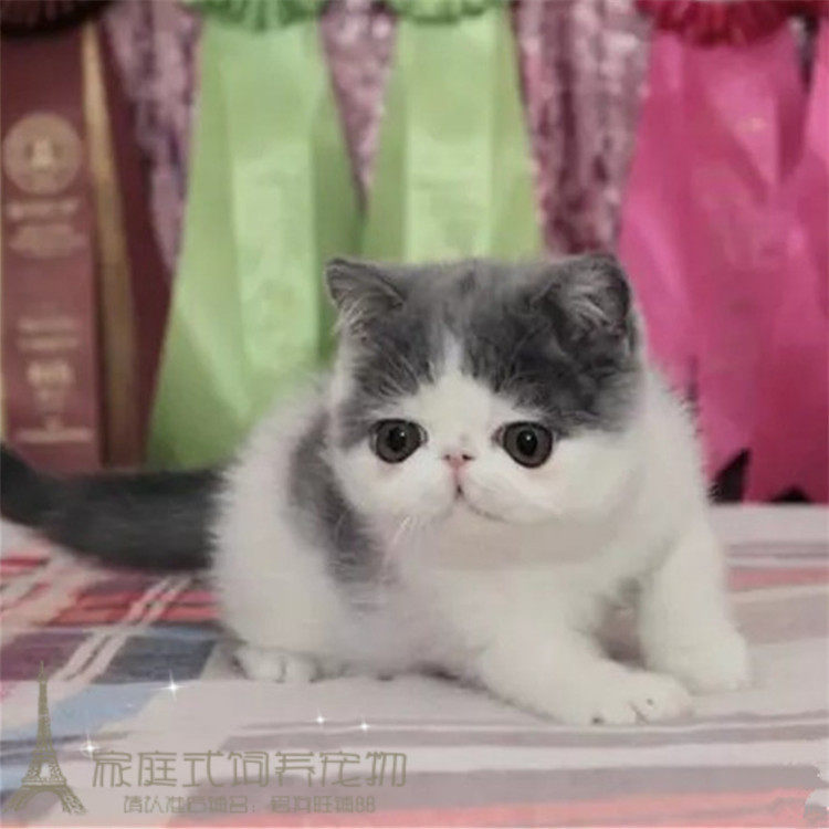 出售家养纯种宠物小猫咪蓝白加菲猫活体幼猫双血统异国短毛猫p