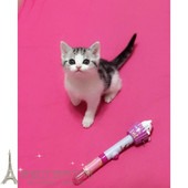 出售美国短毛猫纯种银虎斑加白短毛猫美短加白宠物幼猫活体p