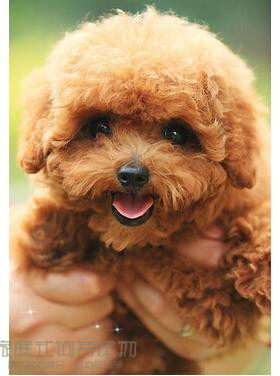 纯种幼犬茶杯长不大活体泰迪狗