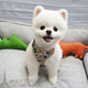 出售纯种小体纯白色博美狗狗宠物幼犬俊介犬同款 城市家养小型犬p