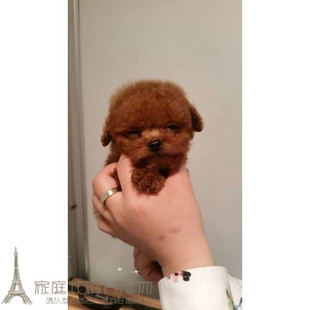赛级红泰迪幼犬茶杯长不大的泰迪狗玩具型迷你赛级灰色贵宾p5p