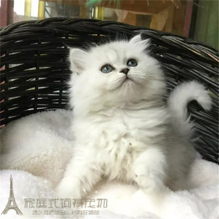 金吉拉长毛猫宠物猫活体幼猫p 苏格兰折耳猫活体 高地折耳猫幼猫