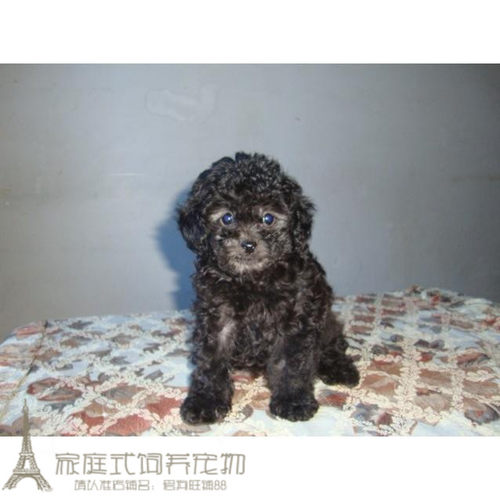 双血统活体出售贵宾幼犬