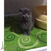 英短蓝猫活体宠物猫纯种英国短毛猫英国蓝猫幼猫包子脸蓝胖子p