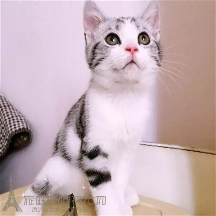赛级美短猫咪活体纯种美国短毛猫加白幼猫美短加白起司猫宠物猫p