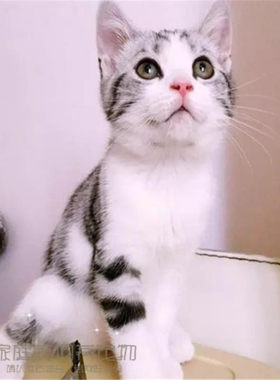 活体纯种美国短毛猫