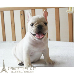 潮宠品种公母都有引进p 纯种法国斗牛犬幼犬法斗狗狗法牛时尚
