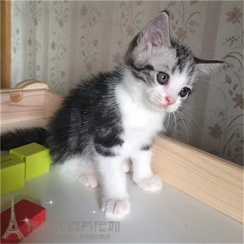 美国短毛猫纯种美短加白起司猫活体美短折耳幼猫立耳美短加白p