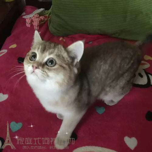 纯种金渐层活体英国短毛猫
