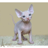 出售加拿大无毛猫幼猫活体宠物猫斯芬克斯纯种健康无毛猫可纹身p