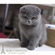 家养 宠物猫出售p 纯种英短折耳蓝猫幼猫活体英国短毛猫