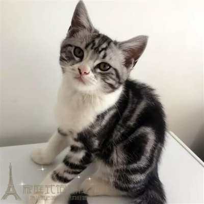 宠物猫幼猫活体美短加白美国短毛猫加白美短加白起司猫p