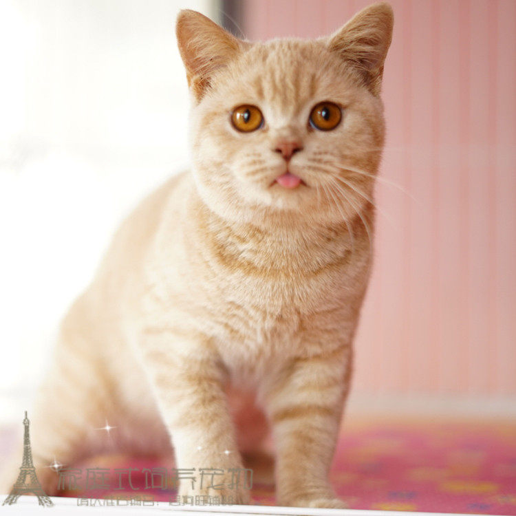 网红吐舌猫纯乳色CFA血统种猫英短活体幼猫DD繁育级宠物猫待售p