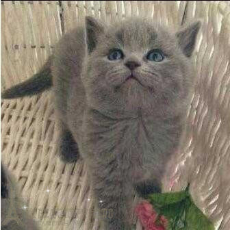 家养出售英短蓝猫 纯种英国短毛猫 包子脸蓝猫幼猫 活体猫咪p