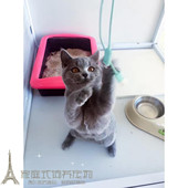 可视频选购p 活体宠物猫 出售纯种英国短毛猫 英短蓝猫