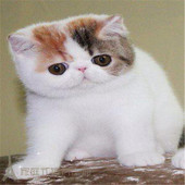 静樊加菲猫活体幼猫p 三花加菲猫 活体加菲猫幼猫 异国短毛猫