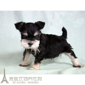 活体纯种雪纳瑞犬小狗幼犬椒盐色白胡子老头黑银色公母2g