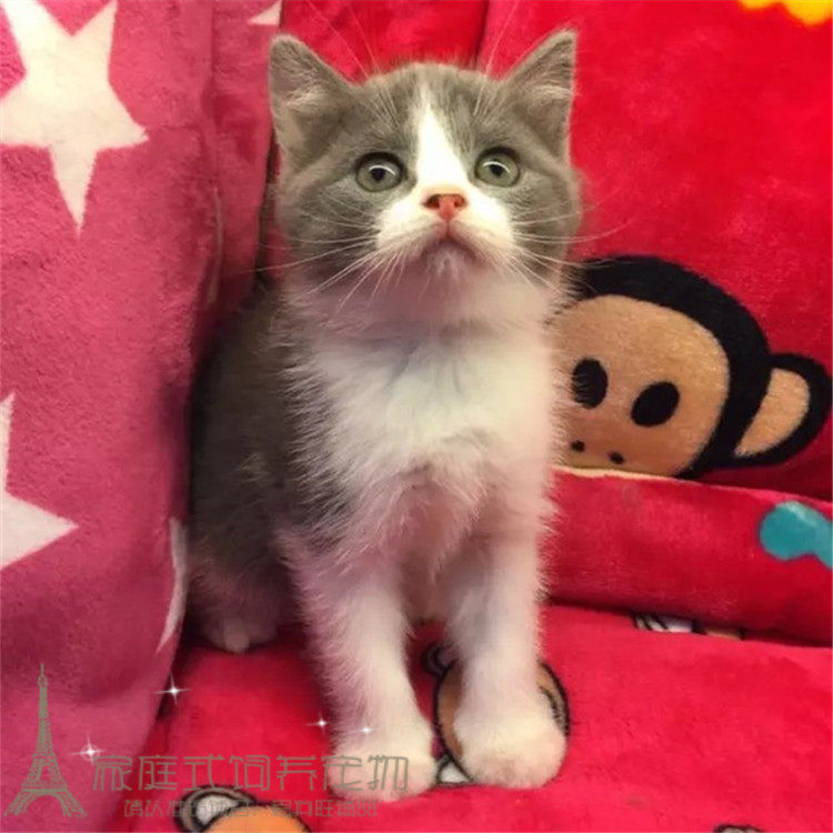 出售英短蓝白宠物猫幼猫纯种英国短毛猫蓝猫幼崽活体正八粉鼻头p